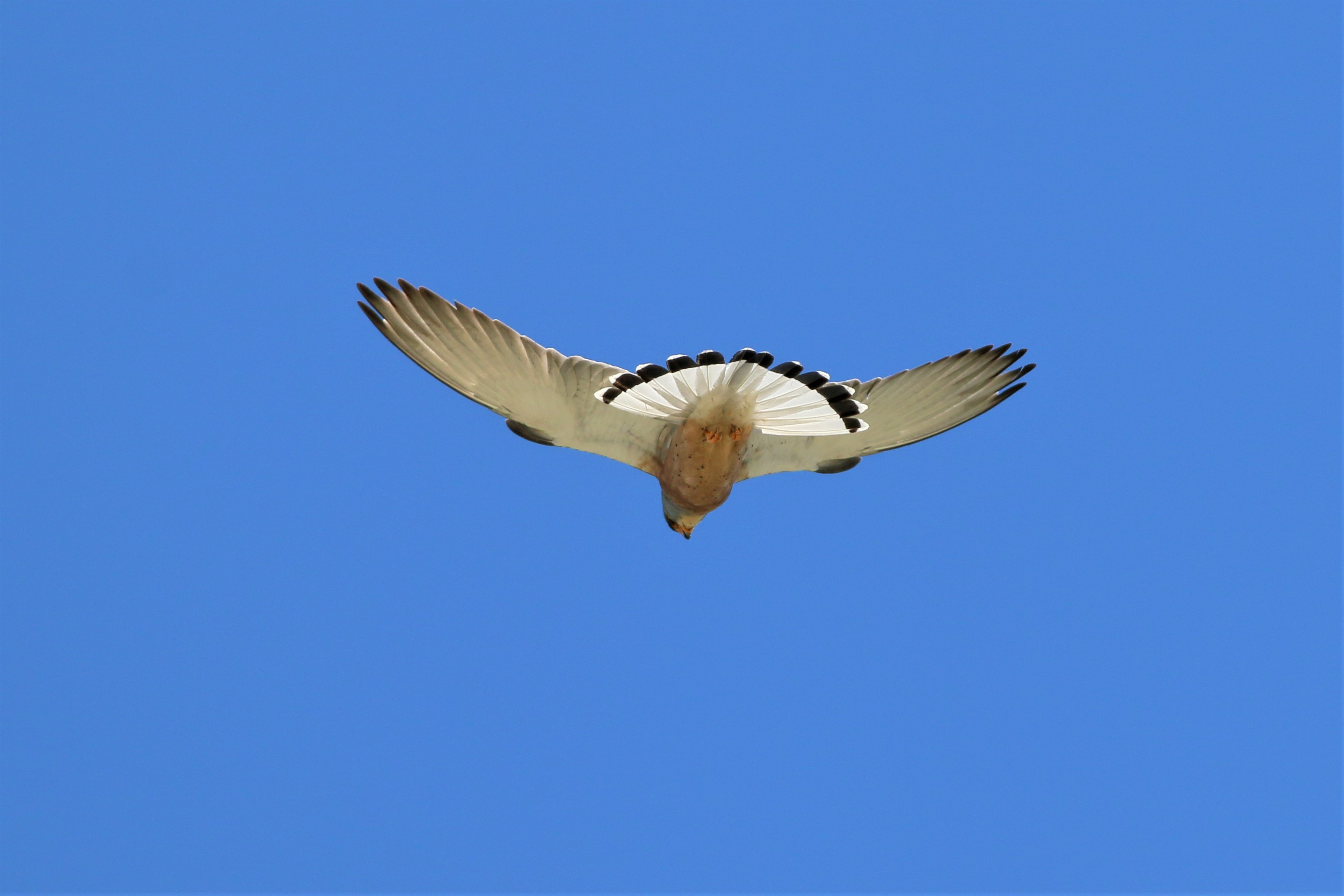 Lesser Kestrel